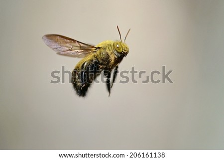 Carpenter bee against a plain gray background as seen from a side view. Macro