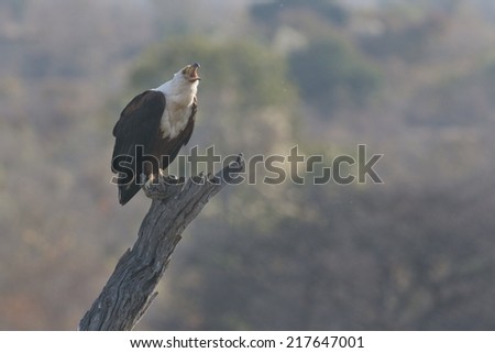 Perched adult African Fish-Eagle calling against blurry African woodland background.