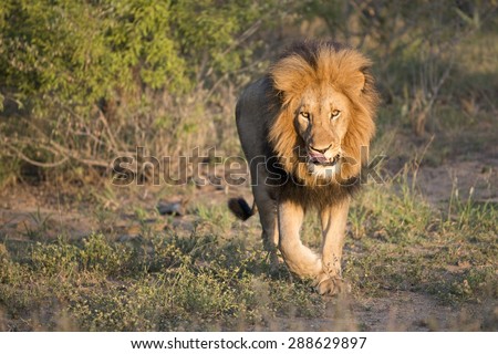 Photo of immaculate Lion patriarch walking towards camera in golden light.