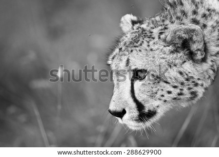 Black and white portrait photo of wild Cheetah as seen from a side-view.
