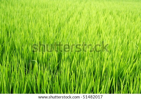 background of green beautiful rice field in Japan