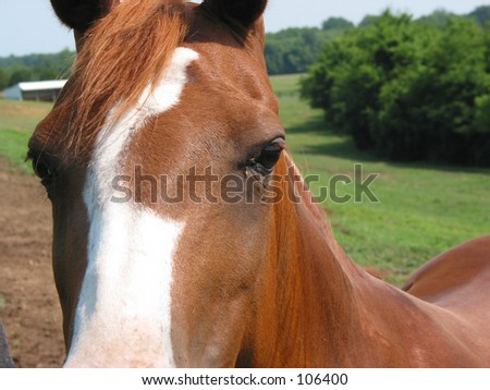 horse face close up. stock photo : Horse face up
