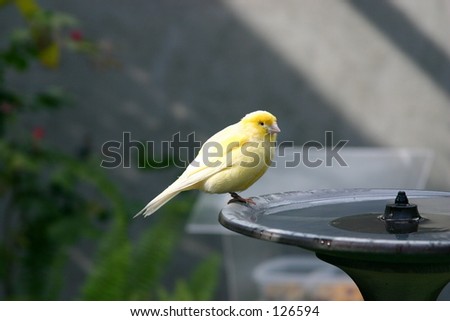 Exotic Yellow Bird on Bird bath