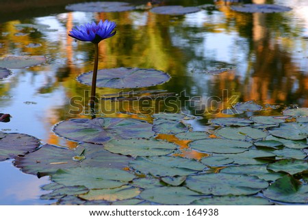 Water lilly flower - nature\'s brilliance - check my gallery for more like this