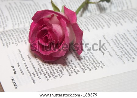 Pink rose on lord\'s prayer