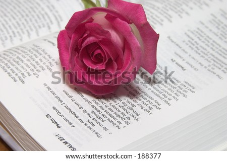 Pink rose on lord\'s prayer