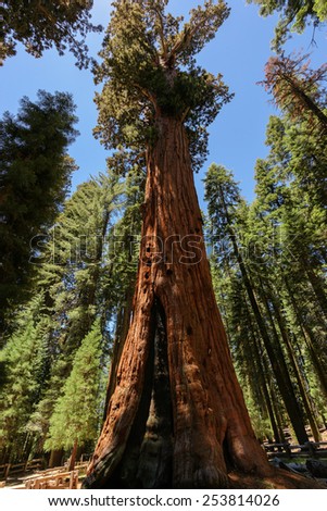 Giant tree in the world - General Sherman tree in Forest of Sequoia National Park, California,