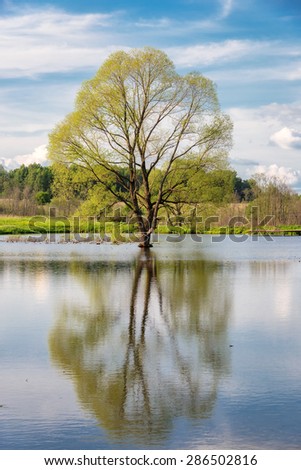 A lone tree partially submerged in the water, during a flood