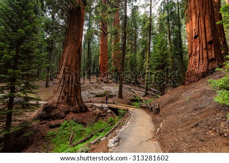 Giant Sequoias Forest. Sequoia National Forest in California Sierra Nevada Mountains