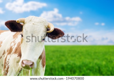 Funny cow on a green summer meadow. Blurred background