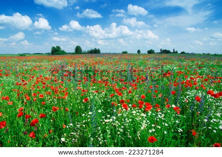 Beautiful poppy flowers in the field