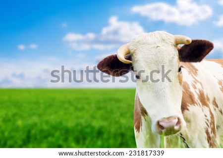 Funny cow on a green summer meadow. Blurred background