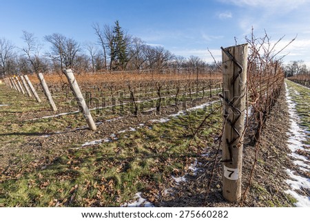 A vineyard in the wine region of Niagara Canada on a blue sky day in late winter/early spring.
