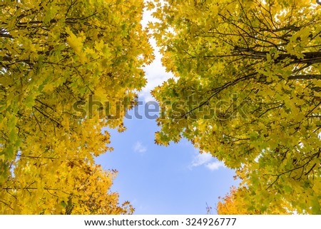 Looking up at the blue sky through the opening in the canopy of autumn colored Maple trees.