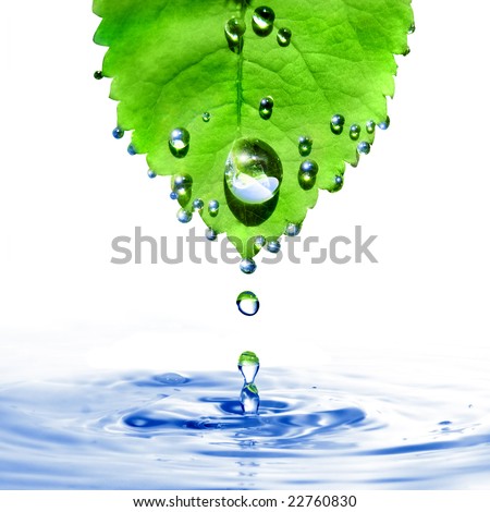 water drop. leaf with water drops and