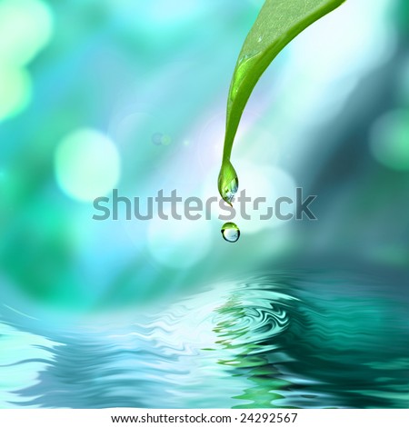 water droplet. leaf with water drop water