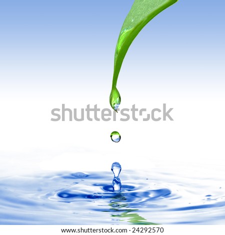 drop of water. green leaf with water drop