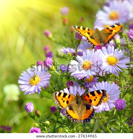 stock photo : two butterfly on flowers
