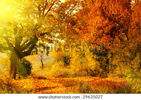 autumn forest with sun beam
