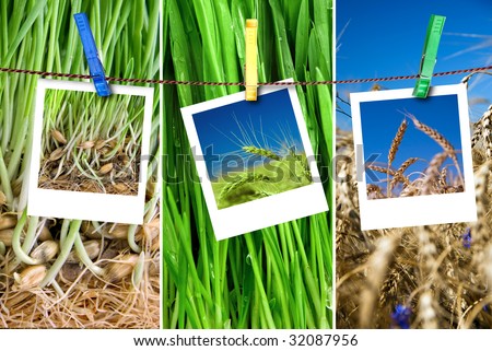 photos of wheat hang on rope with pins. Seasonal growth concept