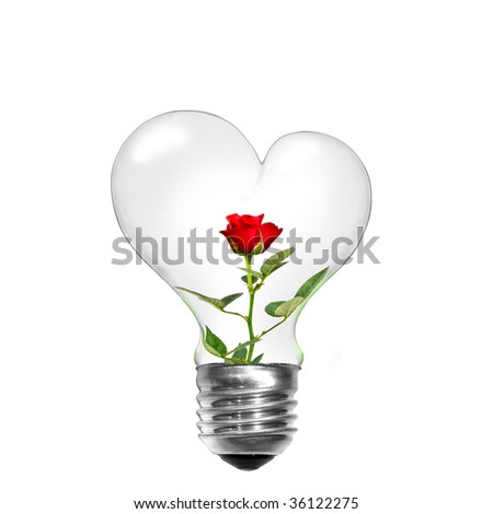 rose bulb