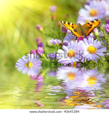 two butterfly on flowers with reflection