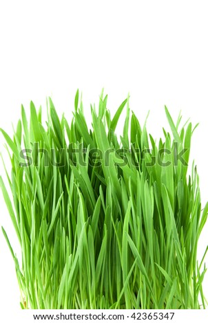 close-up green grass isolated on white