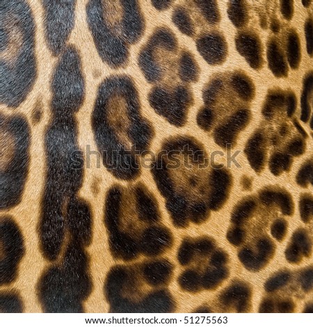 leopard skin wallpaper. stock photo : Leopard skin