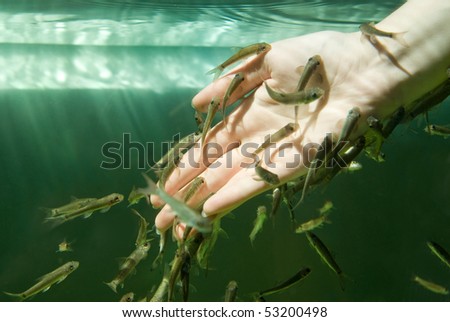 Lifestyle - Pagina 6 Stock-photo-hand-in-water-with-fishes-fish-spa-for-skin-care-53200498