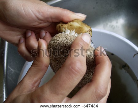 Hands scrubbing vegetables (Jerusalem artichoke) at sink.
