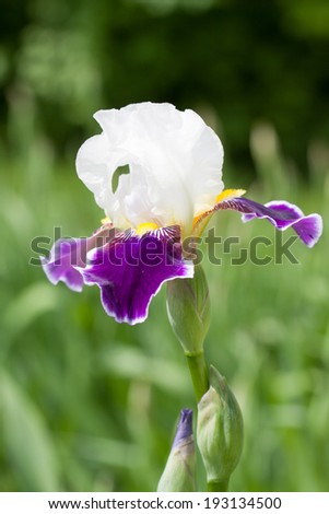 irises in the park, spring flowers in the garden, beautiful closeup flowers, wallpaper, background