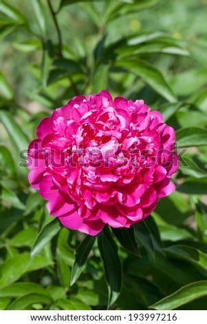 Peonies. Beautiful red  and  pink  flower among green bushes in the park. Closeup rose in the garden on  lovely background.