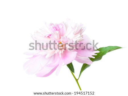 peonies,  pink flowers on white background, beautiful closeup  flower, nice image for wallpaper, greeting cards