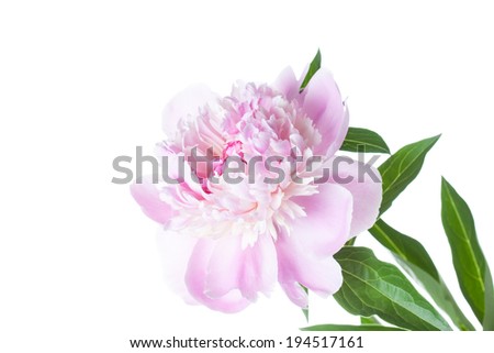 Pink peony, beautiful rose flower on white background, floral wallpaper, greeting card