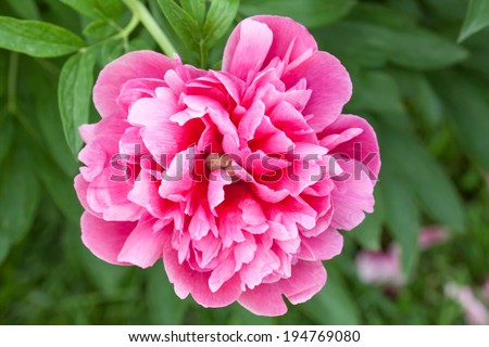 Peonies, red  and pink  flowers in the park; beautiful closeup rose in the garden, on green grass background