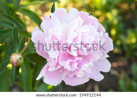 Pink peony, beautiful rose flowers on the bush, close up, outdoor. Floral wallpaper