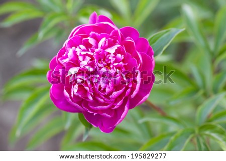 peonies in the parks and gardens, beautiful red and pink  flowers