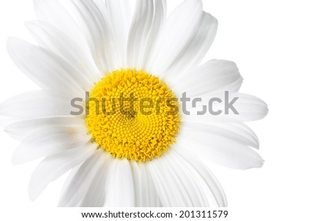 Daisy, macro. Camomile on white background. Beautiful white flower. Nice image, wallpaper, greeting card.