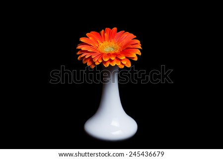 Gerbera daisy, beautiful orange flower in white vase on black background. Interior design image, wallpaper for desktop , greeting card