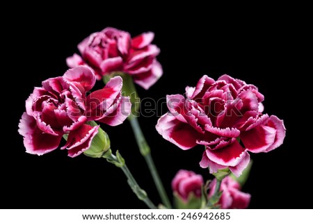 Red, purple flowers. Carnations, pinks  isolated on black background. Wallpaper, greeting cards image.