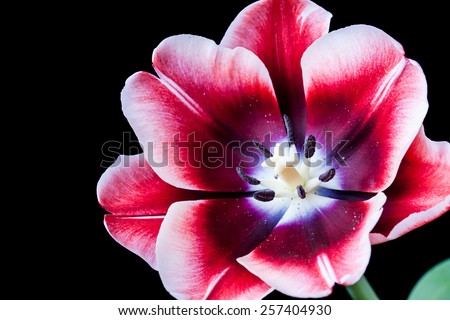 Tulip, amazing red and white flower on black background. Image with special artistic effect - soft focus, accent on black stamens inside.