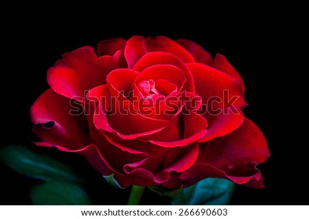 Beautiful rose. Mysterious  red  flower on  black background. Wallpaper for mobile devices, desktops, smartphones, image  for greeting cards