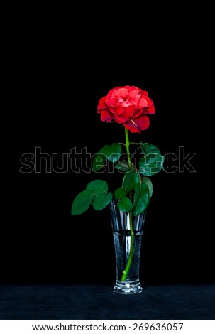 Rose in glass vase on velvet texture table cloth,  amazing red flower on black background, wallpaper, interior design decoration\'s idea, mobile devices image