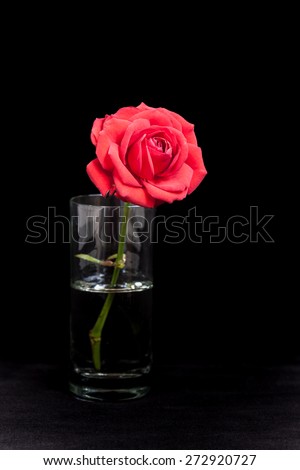 Damask rose, beautiful pink flower in glass on black velvet texture. Floral background, wallpaper, greeting card image.