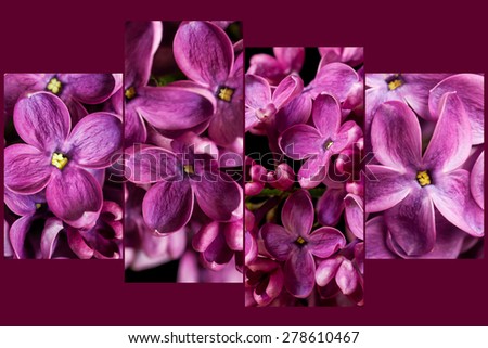 Floral background, collage, wallpaper. Lilac flowers on dark purple texture with soft focus. Interior design decoration, four set artistic picture.