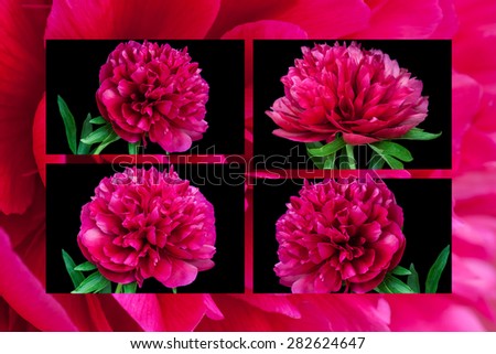 Floral collage, wallpaper.  Ruby roses, red, pink peony flowers on  black texture and floral background