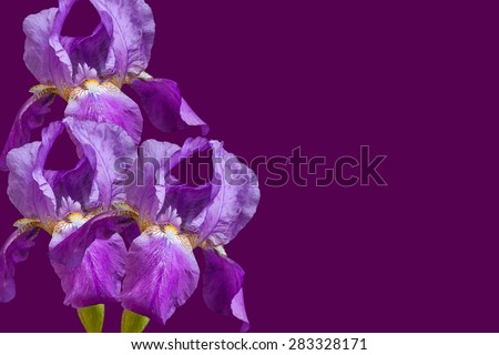 Floral wallpaper, greeting card.  Lilac, violet, purple irises flowers on dark purple background.