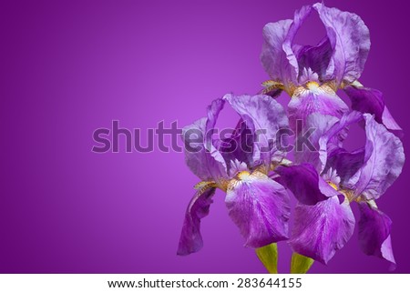 Floral wallpaper, greeting card. Purple irises, violet, lilac flowers  on  deep  purple background with space for text