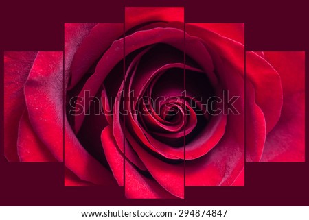 Floral  background, wallpaper, collage of  five  sets. Red  rose  on dark  burgundy, claret  field. Interior design decor  image.