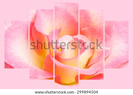 Floral  background, wallpaper. Collage of  five  sets, sweet pink rose  on  light pink field. Interior design decoration.
